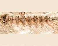 Bizarre parasite from the Jurassic