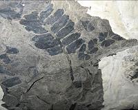 What the ancient CO2 record may mean for future climate change