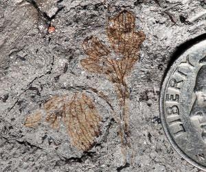 Evolution, Civil War history meet in fossil with tragic past