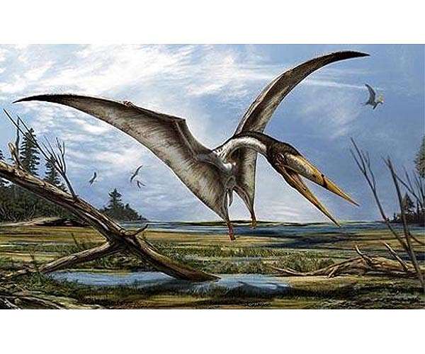 Fossil shark turns in to mystery pterosaur