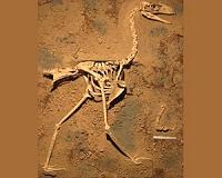 Exceptional fossil gives voice to ancient terror bird