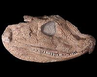 Fossil skull sheds new light on transition from water to land