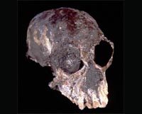 Big Brains Arose Twice In Higher Primates