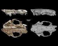 Giant wolf-size otters once roamed China