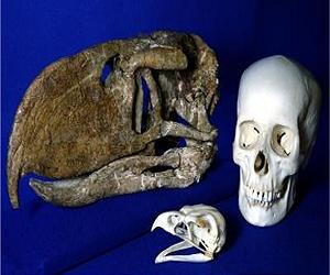 Ancient 'Terror Bird' Used Powerful Beak To Jab Like An Agile Boxer