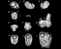 New species of early anthropoid primate found amid Libyan strife