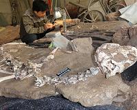 Dinosaur discovery casts light on final flurry of animals' evolution