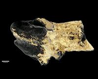 Fossilized dinosaur brain tissue identified for the first time