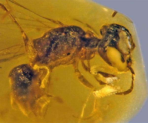 Scientists explain how insects got their wings