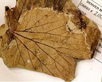 Meteorite that doomed dinosaurs remade forests