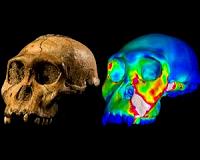 Early human ancestor did not have the jaws of a nutcracker