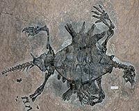 Study Of Oldest Turtle Fossil