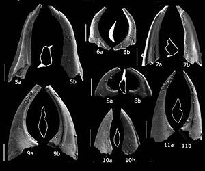 Oldest Fossils Found In Cordillera Betica Mountain Range