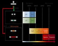 Regulating genome-edited crops that aren't GMOs