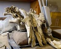 In Siberia, Chinese demand for prehistoric tusks fuels 'mammoth rush'