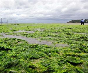 Mysterious seaweed dump chokes S.Leone's coastline