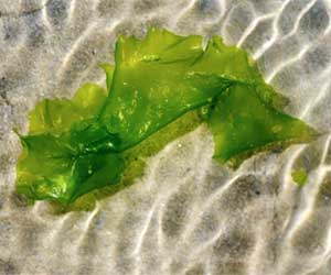 Agrilife Scientists Do Groundwork For Genetic Mapping Of Algae Biofuel Species