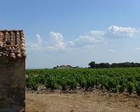 Global wine output hits 50-year low: OIV