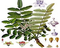 Frankincense Oil - A Wise Man's Remedy For Bladder Cancer