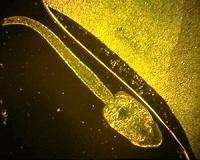 Common pesticides kill amphibian parasites