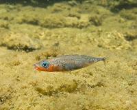 Daddy fish experience 'baby brain,' similar to humans