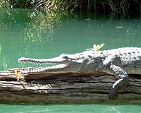 Rare Siamese crocodile eggs found in Cambodia