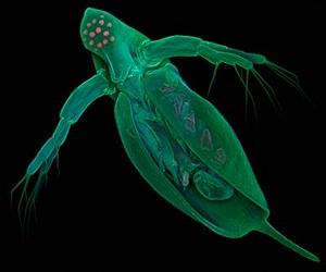 First Crustacean Genome Is Sequenced