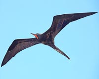 Frigate birds soar without landing for weeks at a time