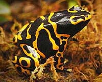 Frog Plus Frying Pan Equals Better Antibiotic