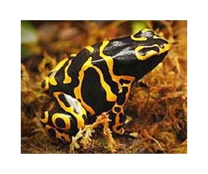 French group urges road crossings for toads, frogs