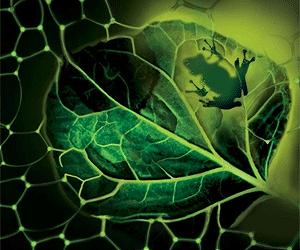 Vein Networks Control Plant Patterns