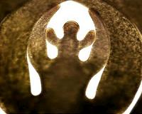 Structure of world's largest single cell is reflected at the molecular level