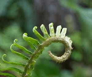 Different recipes for success in the world of plants