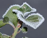 Will Global Warming Increase Plant Frost Damage