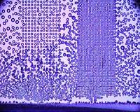 Beetle-inspired discovery could reduce frost's costly sting