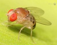 Recent ag pest stems from one large genetic shift