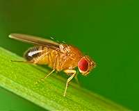 'Daywake' gene helps fruit flies resist urge to nap on cool afternoons
