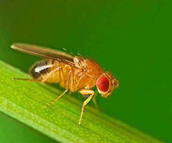 Fruit fly tests in Greece target invasive species threat
