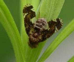Plant sniffs out danger to prepare defenses against pesky insect