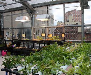 Amazon plans greenhouse-style headquarters