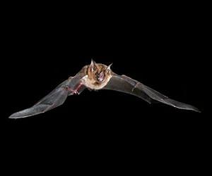 Bats power take-off using recycled energy