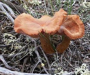 A group of fungi marked the end of the coal age 300 million years ago
