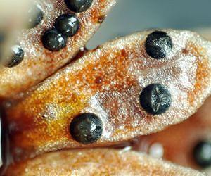 Arctic snow harbors deadly assassin