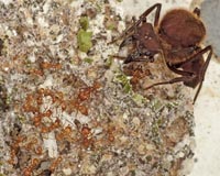 After the age of dinosaurs came the age of ant farmers