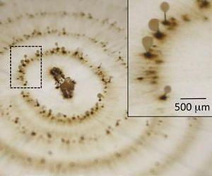 To clean up the mine, let fungus reproduce