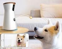 Doggie Day Care Goes Remote