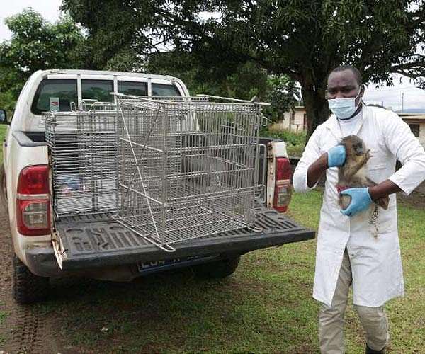 Tamed Gabonese monkeys face long journey back to the wild