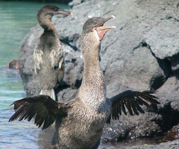Galapagos sees record rise in penguins, flightless cormorants