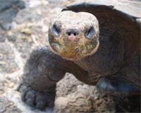 Giant tortoise in France dies at 146
