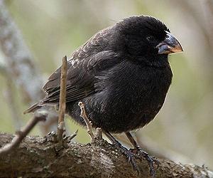 Evolution Drives Many Plants And Animals To Be Bigger, Faster